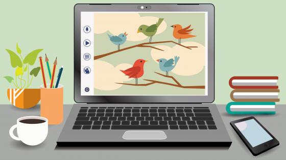 Bird Webcam